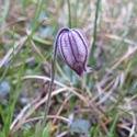 Melandrium apetalum. A purple flower shaped like a pod.